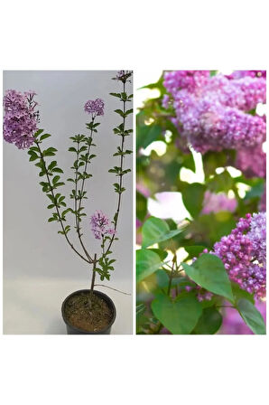 Kokulu Leylak Çiçeği Fidanı 1 ADET Saksılı 30-60Cm+Mor Oya Fidanı 30-60Cm