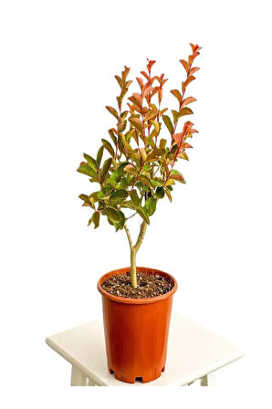 Kokulu Leylak Çiçeği Fidanı 1 ADET Saksılı 30-60Cm+Mor Oya Fidanı 30-60Cm