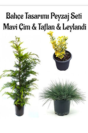 Mavi Çim 1 ADET Saksılı (10-20cm)+Altuni Taflan(20-40cm)+Leylandi Çam 1ADET Bahçe seti