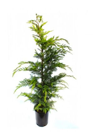 Mavi Çim 1 ADET Saksılı (10-20cm)+Altuni Taflan(20-40cm)+Leylandi Çam 1ADET Bahçe seti