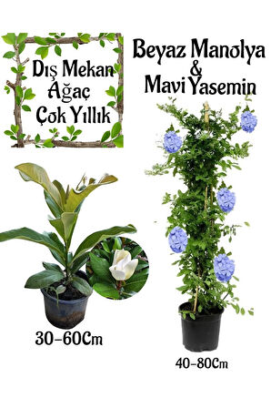Kokulu Manolya Ağacı 1 ADET Saksılı+Mavi Yasemin 1 ADET Saksılı Bahçe Seti