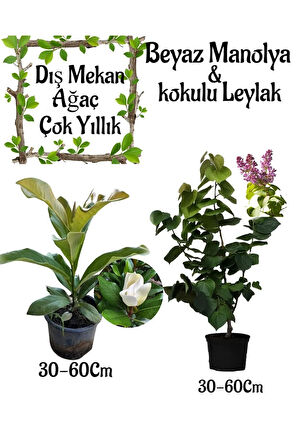 Kokulu Manolya Ağacı 1 ADET Saksılı+Leylak Ağacı1 ADET Saksılı Bahçe Seti