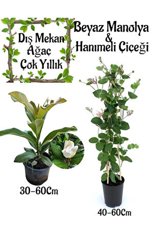 Kokulu Manolya Ağacı 1 ADET Saksılı+ Kokulu Hanımeli Çiçeği1 ADET Saksılı Bahçe Seti