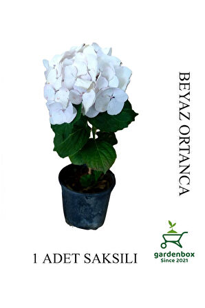 Beyaz Renk Ortanca Çiçeği 1 ADET Saksılı/Tüplü 20-30cm Çiçekli Bitki