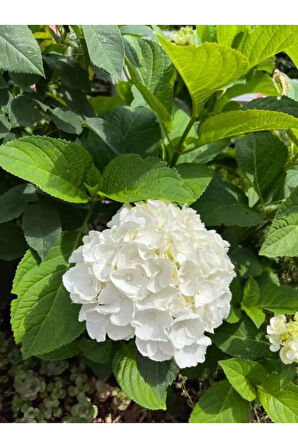 Beyaz Renk Ortanca Çiçeği 1 ADET Saksılı/Tüplü 20-30cm Çiçekli Bitki