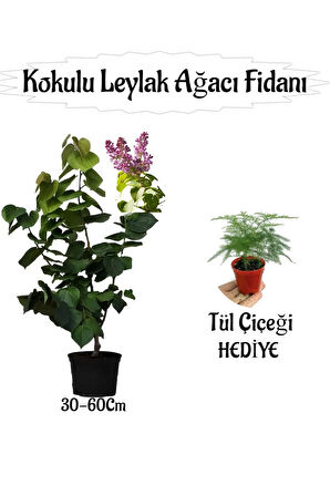 Kokulu Leylak Ağacı Fidanı 1 ADET Saksılı+Tül Kuşkonmaz Çiçeği HEDİYE