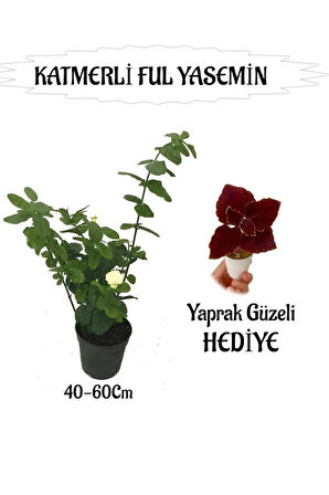Mis Kokulu Katmerli Ful Yasemin 1 ADET+Bordo Yaprak Güzeli HEDİYELİ