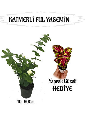 Mis Kokulu Katmerli Ful Yasemin 1 ADET+Sihirbaz Yaprak Güzeli HEDİYELİ