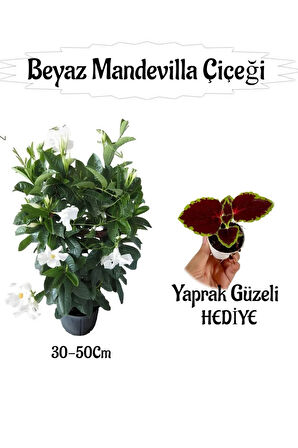 Beyaz Mandevilla Çiçeği 1 ADET Saksılı+Yaprak Güzeli HEDİYELİ Peyzaj Seti