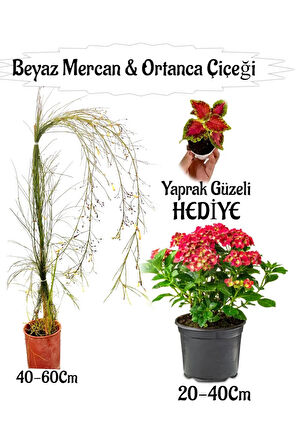 Beyaz Mercan Çiçeği 1 ADET+Kırmızı Ortan Çiçeği 1 ADET Sakıslı+Yaprak Güzeli Hediye