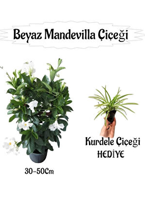 Beyaz Mandevilla Çiçeği 1 ADET Saksılı+Kurdele Çiçeği HEDİYELİ Peyzaj Seti