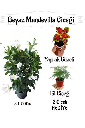 Beyaz Mandevilla Çiçeği 1 ADET Saksılı+Yaprak Güzeli-Tül Çiçeği HEDİYELİ