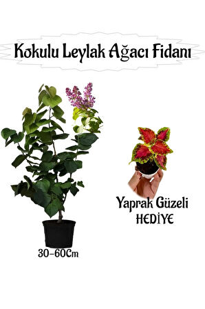 Kokulu Leylak Ağacı Fidanı 1 ADET Saksılı+Yaprak Güzeli Çiçeği HEDİYE