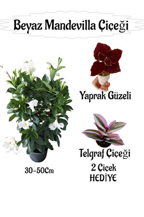Beyaz Mandevilla Çiçeği 1 ADET Saksılı+Yaprak Güzeli-Telgraf Çiçeği HEDİYELİ