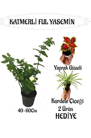 Mis Kokulu Katmerli Ful Yasemin 1 ADET+Yaprak Güzeli-Kurdele Çiçeği  HEDİYELİ