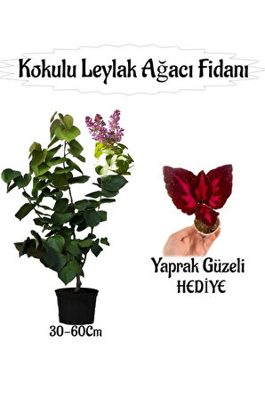 Kokulu Leylak Ağacı Fidanı 1 ADET Saksılı+Yaprak Güzeli Çiçeği HEDİYE