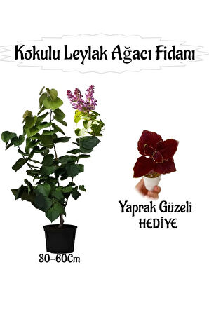 Kokulu Leylak Ağacı Fidanı 1 ADET Saksılı+Yaprak Güzeli Çiçeği HEDİYE