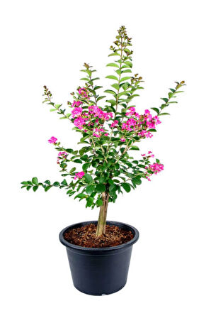 Pembe Oya Ağacı Fidanı 1 ADET Saksılı+Tül Kuşonmaz Çiçeği HEDİYELİ
