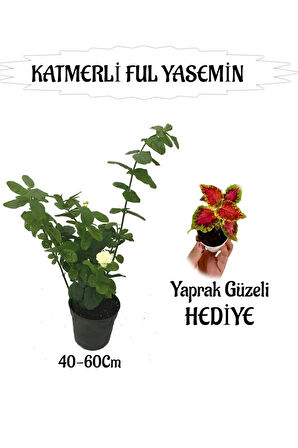 Mis Kokulu Katmerli Ful Yasemin 1 ADET+Yaprak Güzeli HEDİYELİ
