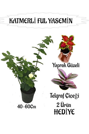 Mis Kokulu Katmerli Ful Yasemin 1 ADET+Yaprak Güzeli-Telgraf Çiçeği  HEDİYELİ