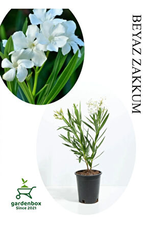 Beyaz Renk Zakkum Çiçeği Fidanı 1ADET Saksılı 30-60cm Yaz Bitkisi