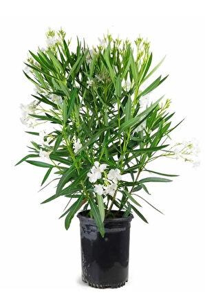 Beyaz Renk Zakkum Çiçeği Fidanı 1ADET Saksılı 30-60cm Yaz Bitkisi