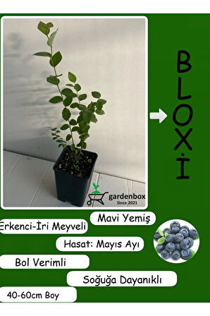Verimli İri Meyveli Bloxi Yaban Mesini Meyve Fidanı 1 ADET Saksılı/Tüplü 40-60cm