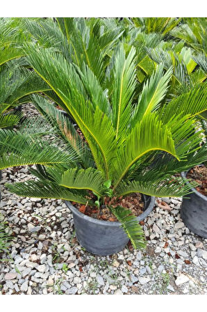 Cycas Revoluta - Sikas Japon Sago Palmiyesi 60-80cm Canlı İç Dış Mekan Bitkisi