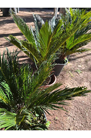 Cycas Revoluta - Sikas Japon Sago Palmiyesi 60-80cm Canlı İç Dış Mekan Bitkisi