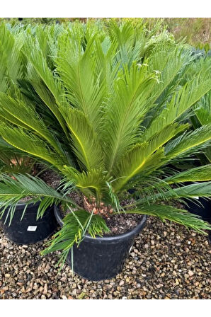 Cycas Revoluta - Sikas Japon Sago Palmiyesi 60-80cm Canlı İç Dış Mekan Bitkisi