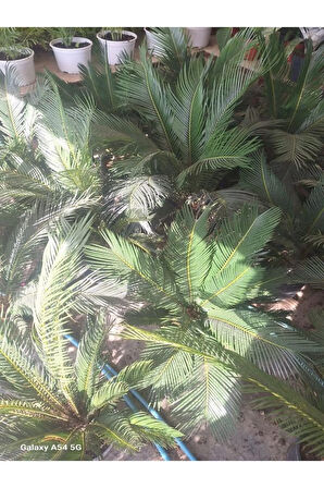 Cycas Revoluta Sikas Palmiyesi 60-80cm İç&Dış Mekan Mekan Peyzaj Bitkisi