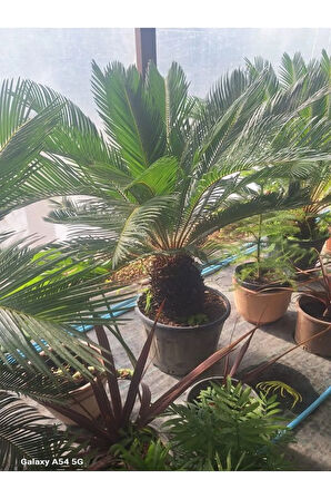 Cycas Revoluta Sikas Palmiyesi 60-80cm İç&Dış Mekan Mekan Peyzaj Bitkisi