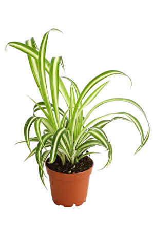 Kurdele Çiçeği 1 ADET 8,5 Saksılı Salon Çiçeği 20-30cm