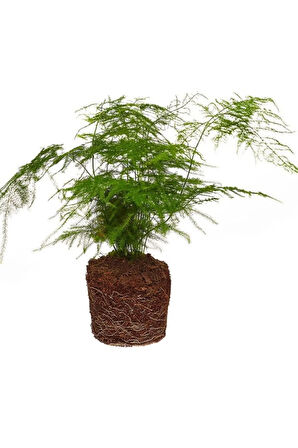 Yabani Tül Kuşkonmaz Çiçeği Mini Boy 1 ADET Saksılı 10-15cm