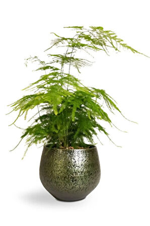 Dekoratif Salon çiçeği Asparagus Setaceus Tül Kuşkonmaz Çiçeği 10-30CM