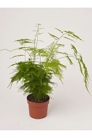 Dekoratif Salon çiçeği Asparagus Setaceus Tül Kuşkonmaz Çiçeği 10-30CM