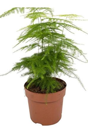 Dekoratif Salon çiçeği Asparagus Setaceus Tül Kuşkonmaz Çiçeği 10-30CM
