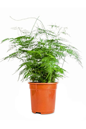 Tül Çiçeği Asparagus Setaceus 1 ADET Saksılı 10-30cm Salon Çiçeği