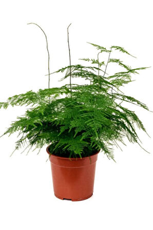 Tül Çiçeği Asparagus Setaceus 1 ADET Saksılı 10-30cm Salon Çiçeği