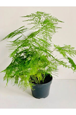 Tül Çiçeği Asparagus Setaceus 1 ADET Saksılı 10-30cm Salon Çiçeği