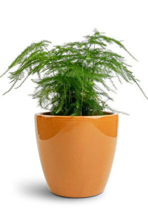 Dolgun Formlu Asparagus Setaceus Tül Çiçeği 15-30cm