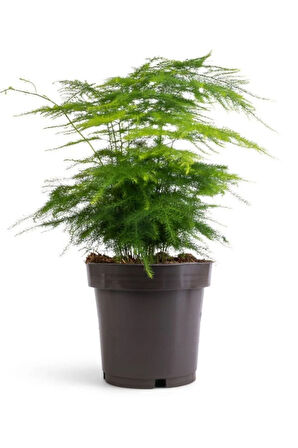 Dolgun Formlu Asparagus Setaceus Tül Çiçeği 15-30cm