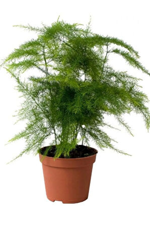 Dolgun Formlu Asparagus Setaceus Tül Çiçeği 15-30cm