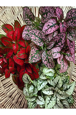 Karışık 3 Renk Hostes Çiçeği Saksılı 10-15cm (Hypoestes)