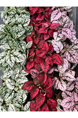 Karışık 3 Renk Hostes Çiçeği Saksılı 10-15cm (Hypoestes)