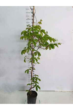 Amerikan Sarmaşığı (Parthenocissus quinquefolia) Saksılı/Tüplü 45/65Cm