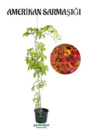 Duvar Çit Sarmaşığı Saksılı/Tüplü 40-60Cm Bahçe Sarmaşığı Kırmızı Renge Döner