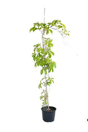 Duvar Çit Sarmaşığı Saksılı/Tüplü 40-60Cm Bahçe Sarmaşığı Kırmızı Renge Döner