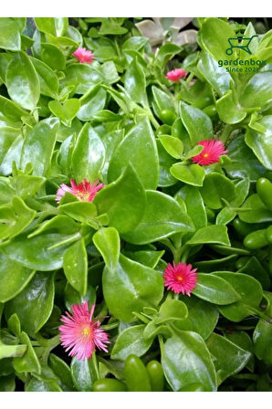 Yayılıcı Buz Çiçeği 10 ADET Viyolde 10-15Cm Delosperma