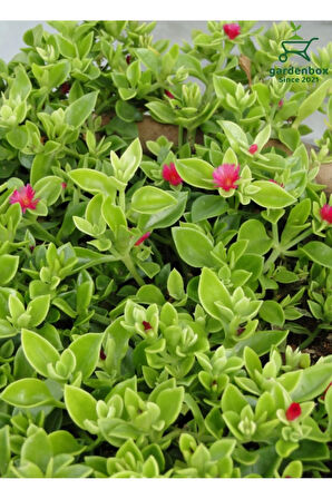 Yayılıcı Buz Çiçeği 10 ADET Viyolde 10-15Cm Delosperma